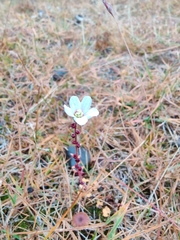 Saxifraga cernua