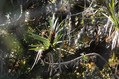 Freycinetia