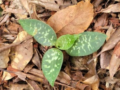 Goodyera daibuzanensis