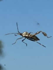 Leptoglossus clypealis