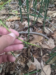 Equisetum fluviatile