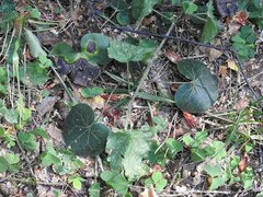 Asarum europaeum