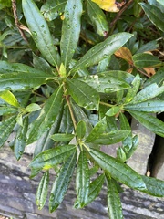 Rhododendron ponticum
