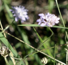 Cephalaria transsylvanica