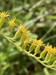 Solidago leavenworthii
