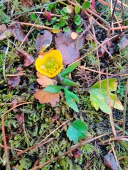 Ranunculus sulphureus