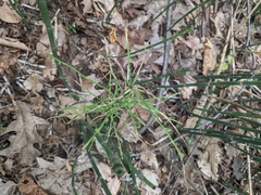 Equisetum fluviatile
