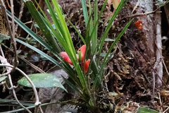 Freycinetia