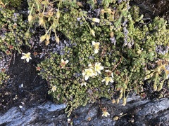 Saxifraga bryoides