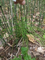 Equisetum fluviatile
