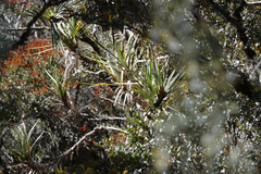 Freycinetia