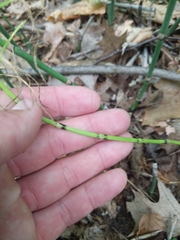 Equisetum fluviatile