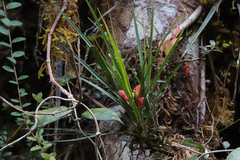 Freycinetia