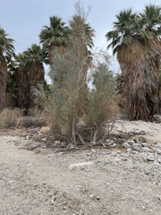 Psorothamnus spinosus