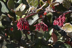 Loranthaceae