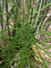Equisetum fluviatile