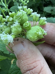 Schizomyia eupatoriflorae