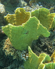 Millepora platyphylla