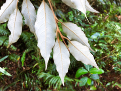 Styrax suberifolius
