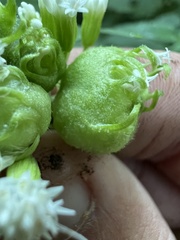 Schizomyia eupatoriflorae