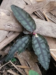 Ardisia violacea