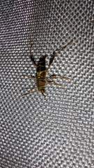 Neoclytus mucronatus