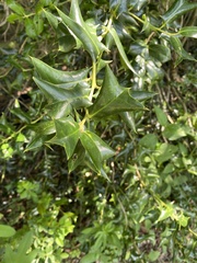 Ilex cornuta