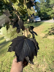Acer platanoides