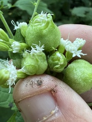 Schizomyia eupatoriflorae