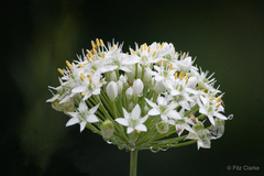 Allium tuberosum