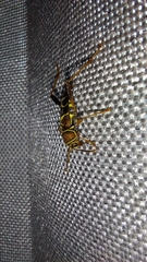 Neoclytus mucronatus