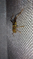 Neoclytus mucronatus