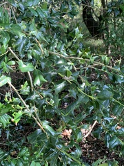 Ilex cornuta