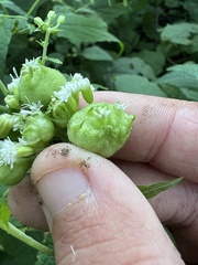 Schizomyia eupatoriflorae