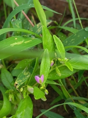 Polygala persicariifolia