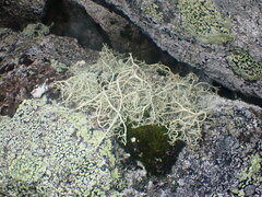 Alectoria ochroleuca