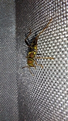 Neoclytus mucronatus