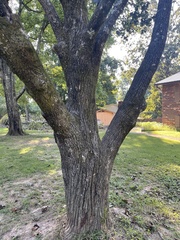 Acer platanoides