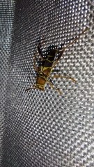 Neoclytus mucronatus