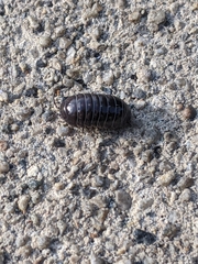 Armadillidium vulgare