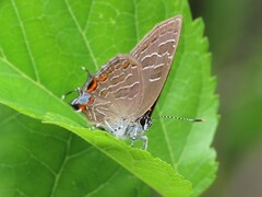 Satyrium liparops