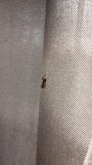 Neoclytus mucronatus