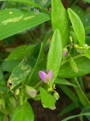 Polygala persicariifolia