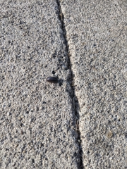 Armadillidium vulgare