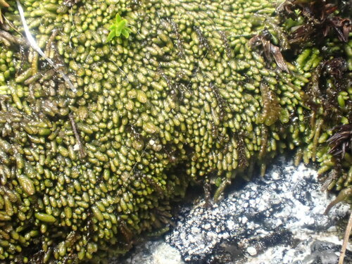 holohlávok (Gymnomitrion)