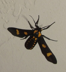 Phoenicoprocta hampsonii