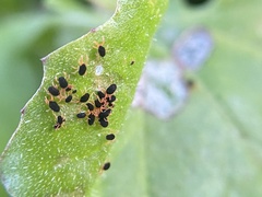 Halotydeus destructor