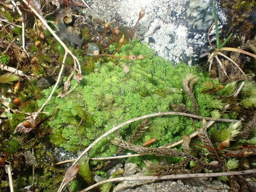 zárezovka (Schistochilopsis)