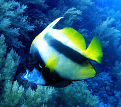 Heniochus intermedius