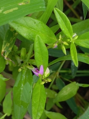 Polygala persicariifolia